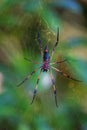 Red-legged golden orb-weaver spider Nephila inaurata madagascar Royalty Free Stock Photo