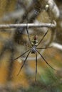 Red-legged Golden Orb-Web Spider Royalty Free Stock Photo