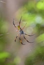 Red-legged Golden Orb-web Spider - Nephila inaurata Royalty Free Stock Photo