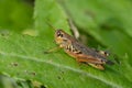 Red-legged Grasshopper - Melanoplus femurrubrum