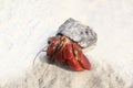 Red Legged Hermit Crab in Mexico beach sand Royalty Free Stock Photo