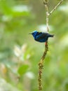 Red legged honeycreeper