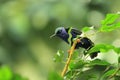 Red-legged honeycreeper