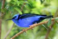 Red legged honeycreeper