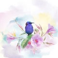 Red Legged Honeycreeper bird on Pink Dipladenia flowers . Watercolor painting