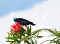 Red-legged Honeycreeper