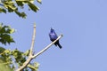 Red-legged honeycreeper (Cyanerpes cyaneus