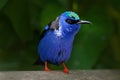 Red-legged Honeycreeper, Cyanerpes cyaneus, exotic tropic blue bird with red leg from Costa Rica. Tinny songbird in the nature hab