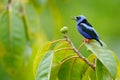 Red-legged Honeycreeper, Cyanerpes cyaneus, exotic tropical blue bird with red legs from Costa Rica. Tinny songbird in the nature Royalty Free Stock Photo