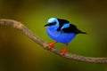 Red-legged Honeycreeper, Cyanerpes cyaneus, exotic tropical blue bird with red legs from Costa Rica. Tinny songbird in the nature Royalty Free Stock Photo