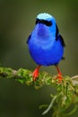 Red-legged Honeycreeper, Cyanerpes cyaneus, exotic tropical blue bird with red legs from Costa Rica. Tinny songbird in the nature Royalty Free Stock Photo