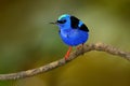 Red-legged Honeycreeper, Cyanerpes cyaneus, exotic tropical blue bird with red legs from Costa Rica. Tinny songbird in the nature Royalty Free Stock Photo