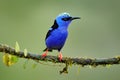 Red-legged Honeycreeper, Cyanerpes cyaneus, exotic tropical blue bird with red legs from Costa Rica. Tinny songbird in the nature Royalty Free Stock Photo