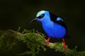 Red-legged Honeycreeper, Cyanerpes cyaneus, exotic tropical blue bird with red legs from Costa Rica. Tinny songbird in the nature Royalty Free Stock Photo