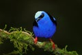 Red-legged Honeycreeper, Cyanerpes cyaneus, exotic tropical blue bird with red legs from Costa Rica. Tinny songbird in the nature Royalty Free Stock Photo