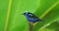 Red-legged Honeycreeper - Cyanerpes cyaneus small songbird species in the tanager family Thraupidae