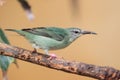 Red-legged honeycreeper