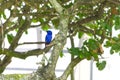 Red Legged Honeycreeper