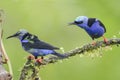 Red-legged honeycreepers (Cyanerpes cyaneus)