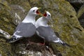 Red-legged kittiwake pair sitting the nest and flashy