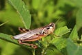 Red-legged Locust 709052 Royalty Free Stock Photo