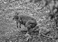 Red legged paddy melon with joey in pouch