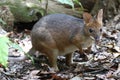 Red-legged Pademelon