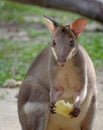 Red-legged pademelon closeup portrait