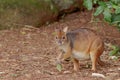 red-legged pademelon eating a leaf at a rainforest Royalty Free Stock Photo