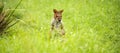 Red-legged Pademelon