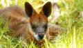 Red-legged Pademelon