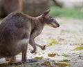 Red-legged pademelon