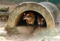 The red-legged pademelon Thylogale stigmatica is a species of small macropod.