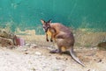 The red-legged pademelon Thylogale stigmatica is a species of small macropod. Royalty Free Stock Photo