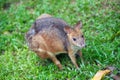 Red legged pademelon wallaby Royalty Free Stock Photo