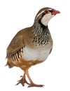 Red-legged Partridge