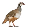 Red-legged Partridge Royalty Free Stock Photo