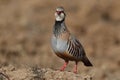 Red-legged partridge