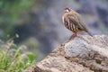 He red-legged partridge Alectoris rufa, aka French partridge, a game bird in the pheasant family in the mountains of Madeira Royalty Free Stock Photo