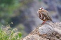 He red-legged partridge Alectoris rufa, aka French partridge, a game bird in the pheasant family in the mountains of Madeira Royalty Free Stock Photo