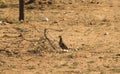 Red-legged partridge