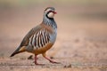 Red-legged Partridge - Alectoris rufa, beautiful colored ground bird Royalty Free Stock Photo