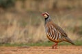 Red-legged Partridge - Alectoris rufa, beautiful colored ground bird Royalty Free Stock Photo