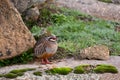 Red-legged Partridge - Alectoris rufa, beautiful colored ground bird Royalty Free Stock Photo