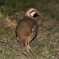 Red-legged partridge Alectoris rufa from behind Royalty Free Stock Photo
