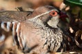 Red legged partridge alectoris rufa Royalty Free Stock Photo