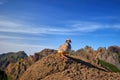 Red-legged partridge, Alectoris rufa. Close up , wild bird in pheasant family on the rock against steep mountains and blue sky. Royalty Free Stock Photo