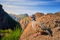 Red-legged partridge, Alectoris rufa. Close up , wild bird in pheasant family on the rock against steep mountains and blue sky. Royalty Free Stock Photo