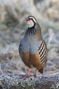 Red legged partridge, Alectoris rufa Royalty Free Stock Photo