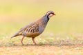 Red Legged Partridge Running in Habitat